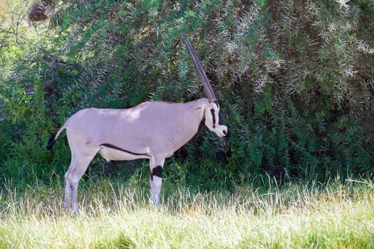 A native species of antelope in the meadow