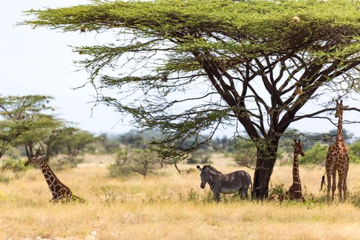 The Giraffes and a gravy zebra under the crown of a shady tree