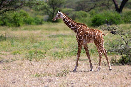 One giraffe walk through the savannah between the plants