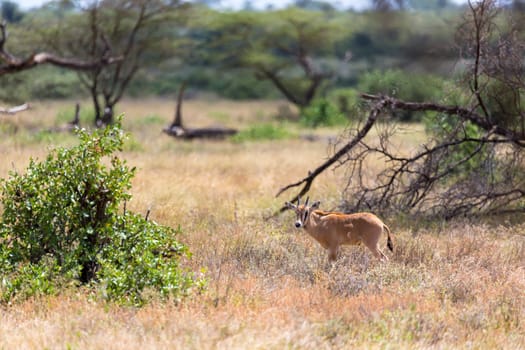 The Oryx family stands in the pasture surrounded by green grass and shrubs