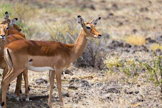 The Grant Gazelle grazes in the vastness of the Kenyan savannah