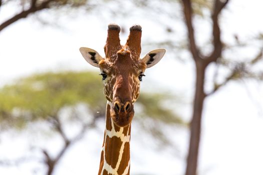 The closeup of a giraffe with many plants in the background