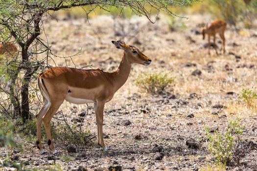 The Grant Gazelle grazes in the vastness of the Kenyan savannah