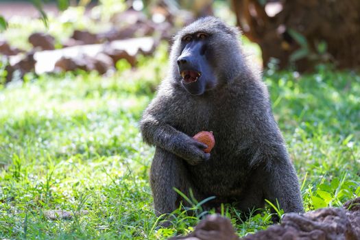 One baboon has found a fruit and eats it