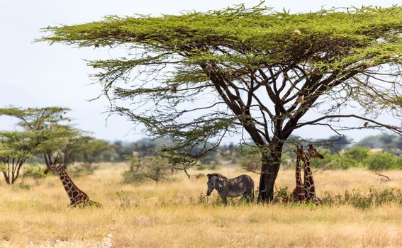 The Giraffes and a gravy zebra under the crown of a shady tree