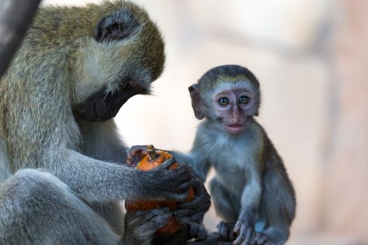 Vervet family with a little baby monkey