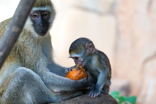 Vervet family with a little baby monkey