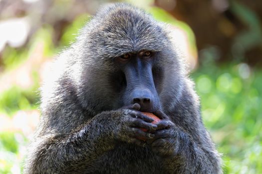 One baboon has found a fruit and eats it