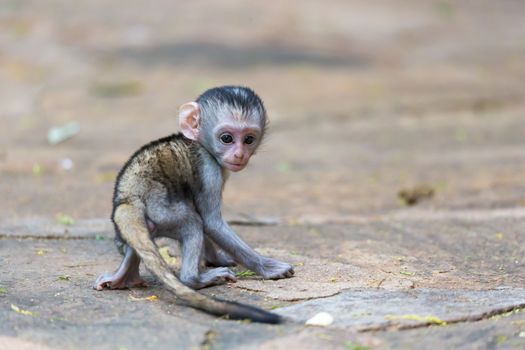 One little funny monkey is playing on the floor or on the tree