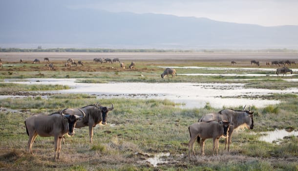 Gnu antelopes standing near the water, on safari in Kenya