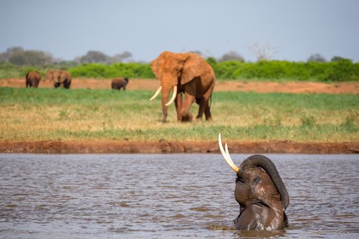 The elephants bathe in the waterhole in the savannah