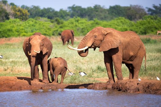 The family of red elephants at a water hole in the middle of the savannah