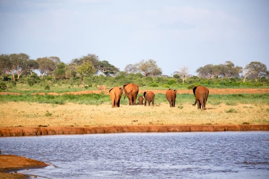 The large family of red elephants on their way through the Kenyan savanna