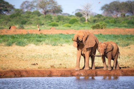 The family of red elephants at a water hole in the middle of the savannah