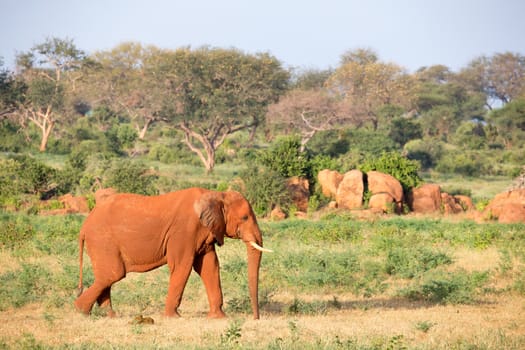 One big red elephant walks through the savannah between many plants