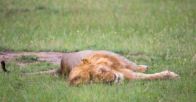 One big lion lies in the grass in the savanna of Kenya