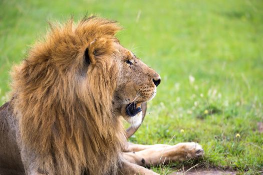 The close-up of the face of a lion in the savannah of Kenya