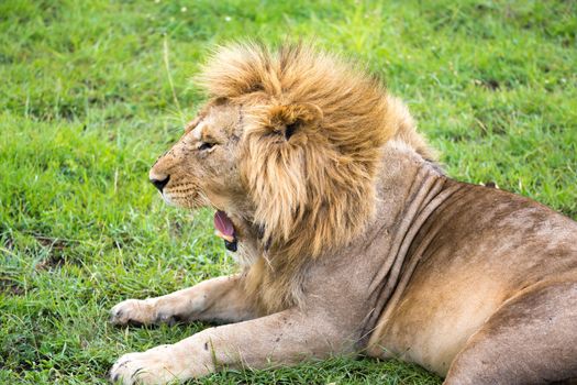 One big lion lies in the grass in the middle of the landscape of a savannah in Kenya