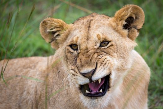 A face of a young lioness in close-up