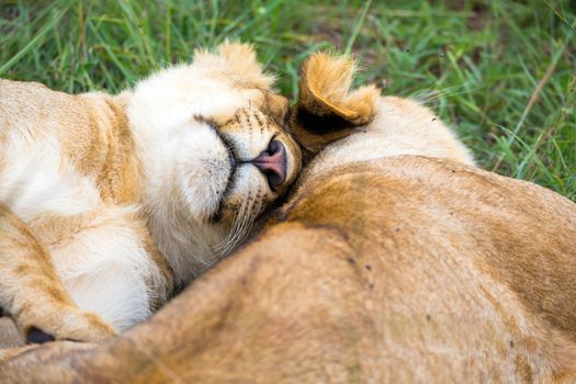 Some young lions cuddle and play with each other