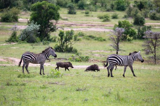 Some zebras run and graze in the savannah