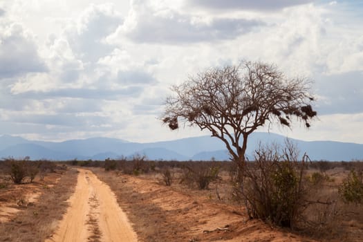 Red soil way and a big tree by the way, Kenya