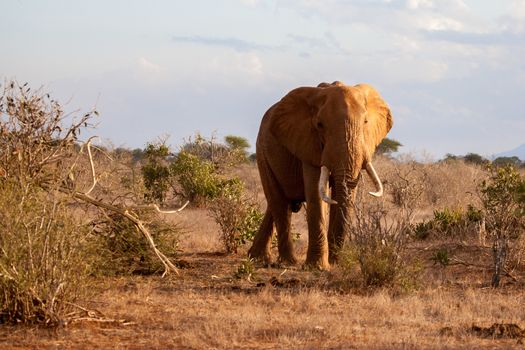 Elephant standing between the bushes, on safari in Kenya