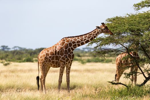 The giraffe group eats the leaves of the acacia trees