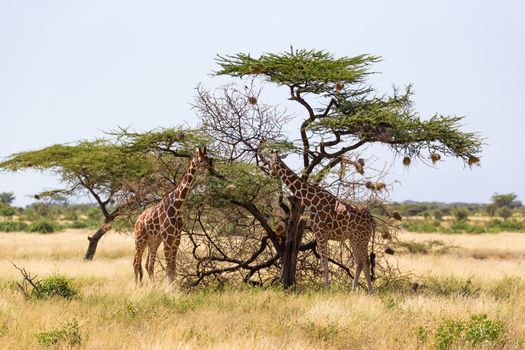 The giraffe group eats the leaves of the acacia trees