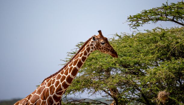 A head of a Somalia giraffe in close-up