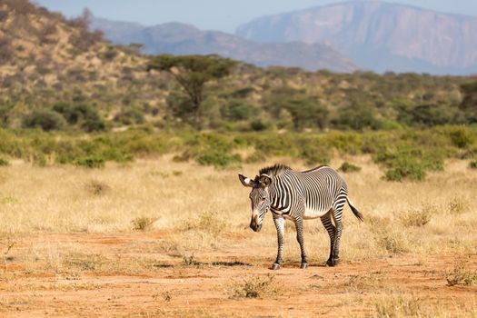 The Grevy Zebra is grazing in the countryside of Samburu in Kenya