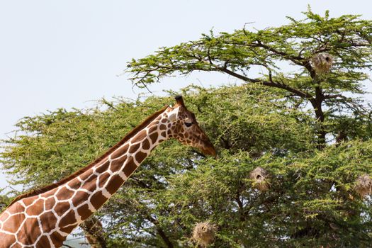 The closeup of a giraffe with many plants in the background