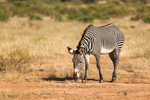 The Grevy Zebra is grazing in the countryside of Samburu in Kenya