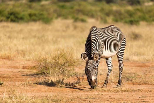 The Grevy Zebra is grazing in the countryside of Samburu in Kenya