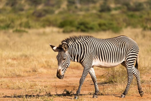 The Grevy Zebra is grazing in the countryside of Samburu in Kenya