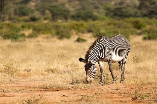 The Grevy Zebra is grazing in the countryside of Samburu in Kenya