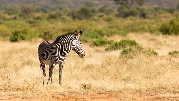 The Grevy Zebra is grazing in the countryside of Samburu in Kenya