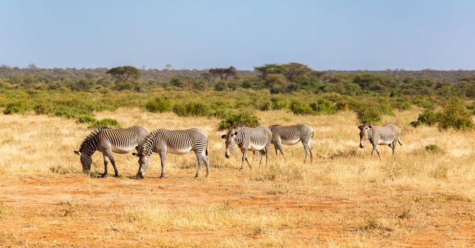 A large herd with zebras grazing in the savannah of Kenya