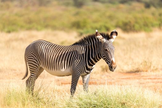 The Grevy Zebra is grazing in the countryside of Samburu in Kenya