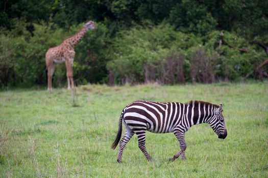 Some Zebras in the middle of the savannah of Kenya