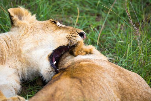 Some young lions cuddle and play with each other