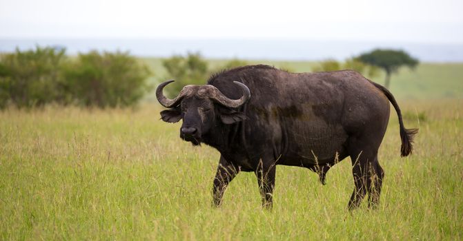 One big buffalo stands on a path in the savannah