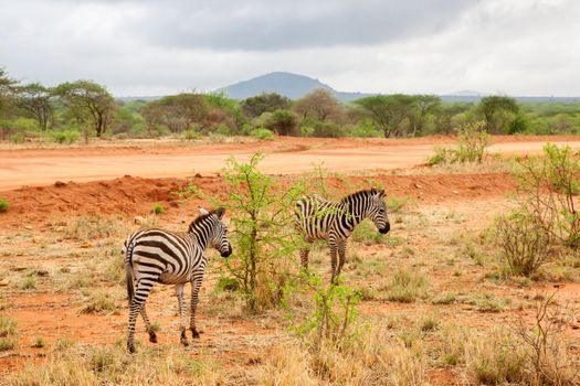 Zebras walking away, scenery of Kenya