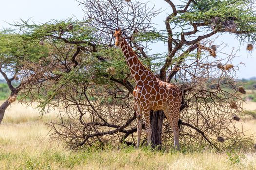 A Somalia giraffes eat the leaves of acacia trees