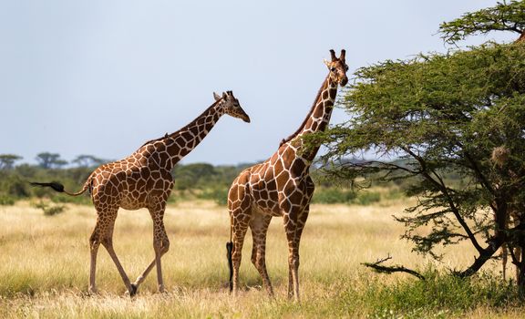 A several giraffes are walking through the grassland