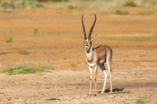 One Grant Gazelle stands in the middle of the grassy landscape of Kenya