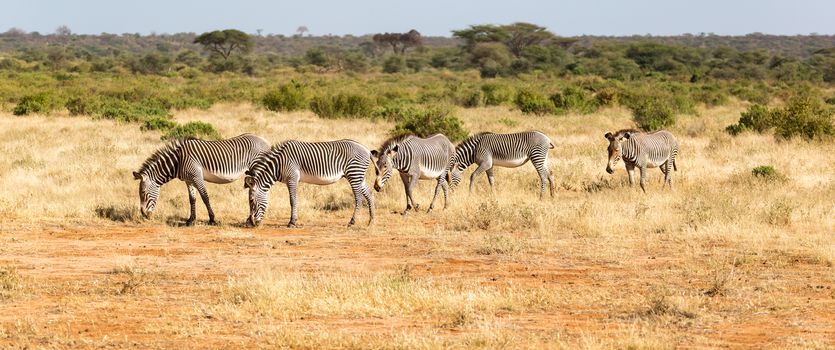 A large herd with zebras grazing in the savannah of Kenya