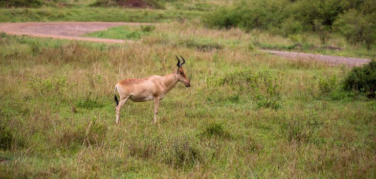 A Topi antelope in the grassland of Kenya's savannah