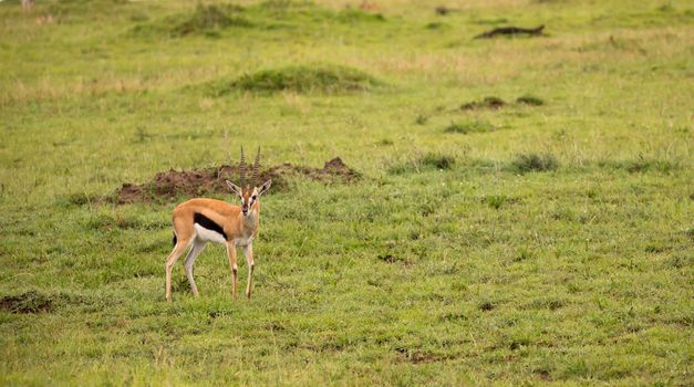 A Thomson's Gazelle in the grass landscape of the savannah in Kenya