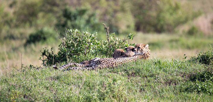 The cheetah mother with two children in the Kenyan savannah